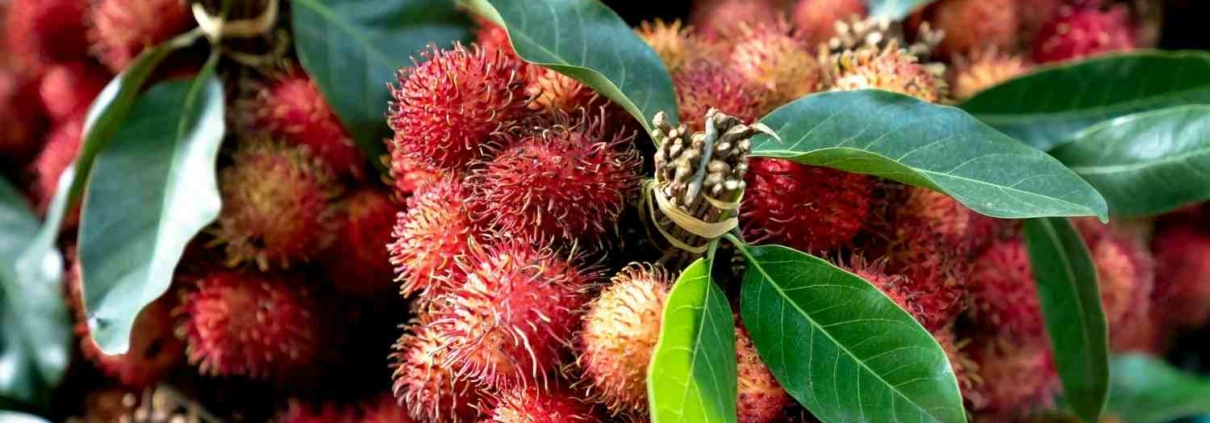 unwanted rambutans food recover scaled