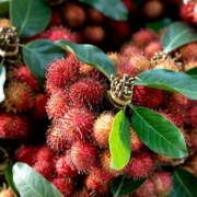 unwanted rambutans food recover scaled